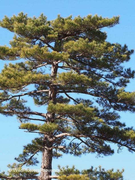 Pinus sylvestris Scots Pine, Pinus Sylvestris, Vapor Rub, Distillation Process, Fruit Seeds, Massage Oil, Yellow Flowers, Colorful Flowers, Provence