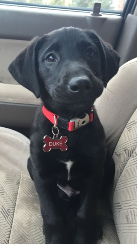 My little man, Duke! Black lab puppy with a big heart just full of LOVE :heart: Labrador Nero, Black Lab Puppy, Lab Puppy, Black Lab Puppies, Labrador Retriever Puppies, Funny Dog Memes, Lab Puppies, Labrador Puppy, Labrador Retriever Dog