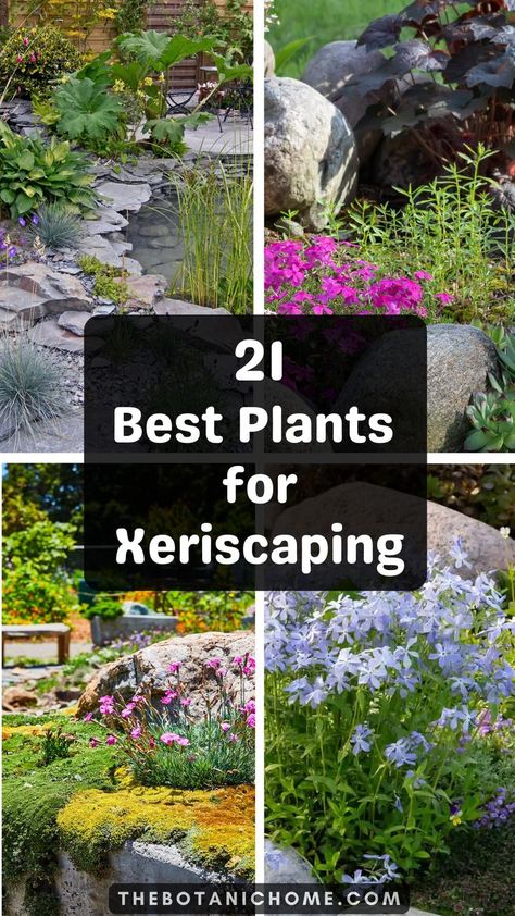 Xeriscape plants in a drought tolerant landscape front yard with full sun tall plants perfect for dry weather landscaping in hot climates. When To Plant Lavender, Drought Tolerant Landscape Front Yard, Fast Growing Privacy Shrubs, Colorado Gardening, Xeriscape Plants, Xeriscape Front Yard, Small Garden Layout, Full Sun Garden, Drought Resistant Landscaping