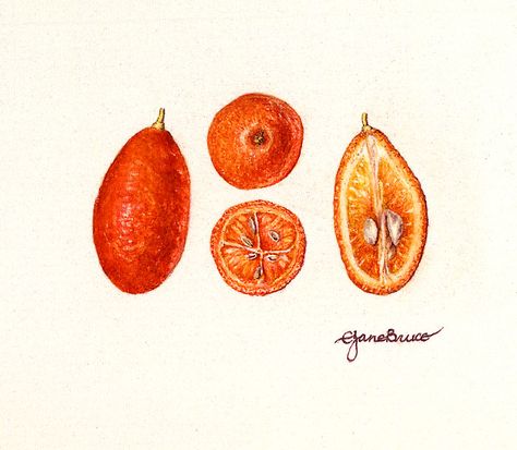 Kumquat drawing Kumquat Drawing, Kumquat Tattoo, Kumquat Recipes, Plant Tattoo, Painting Inspo, Botanical Painting, Anatomy Drawing, Exotic Fruit, Botanical Illustration