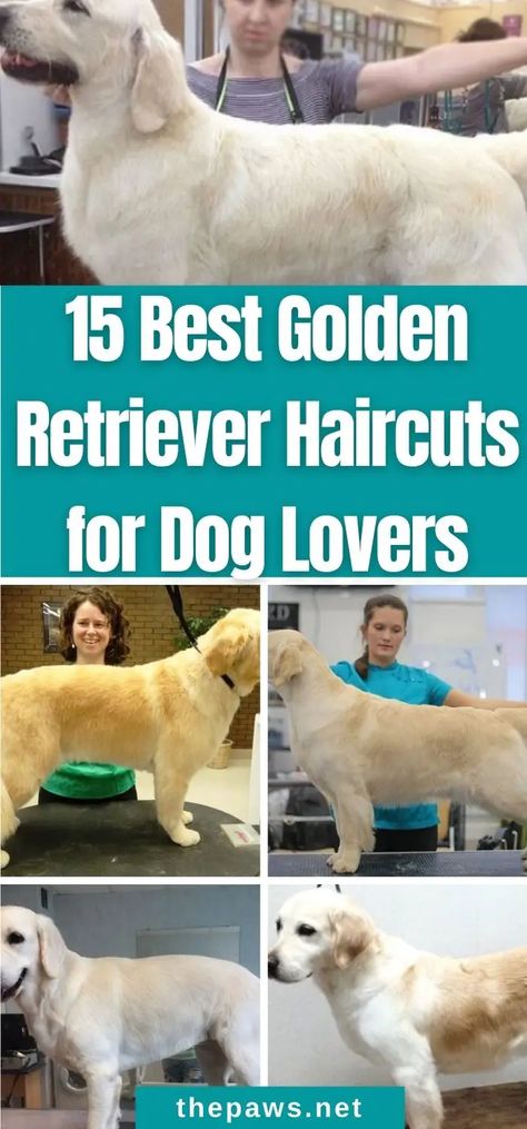 Looking for grooming style ideas for your Golden Retriever? We've gathered up 10 Best chihuahua haircuts from all over the internet for you! Golden Retriever Haircut Styles, Shaved Golden Retriever, Golden Retriever Grooming Styles, Golden Retriever Haircut, English Creme Golden Retriever, Golden Retriever Care, Goldendoodle Haircuts, Golden Retriever Grooming, Puppy Haircut