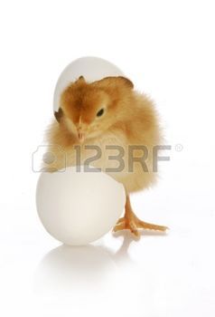 newly hatched: chick hatching - cute newborn chick coming out of the egg on white background Stock Photo Candling Eggs, Embryo Development, Incubating Eggs, Weaning Foods, Seeds Benefits, Raising Chicks, Hatching Chicks, Chicken For Dinner, Egg Incubator