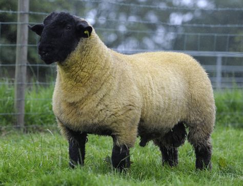 Suffolk ram Patrick Donnelly, Lamb Showing, Sheep Feeders, Sheep Images, Suffolk Sheep, Highland Cow Art, Boer Goats, Sheep Breeds, Cattle Farming