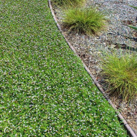 Frogfruit | Garden Style San Antonio Frogfruit Ground Cover, Texas Gardens, Garden Ideas Diy Cheap, Entry Garden, Texas Plants, Texas Native Plants, Front Lawn Landscaping, Texas Landscape, Florida Garden