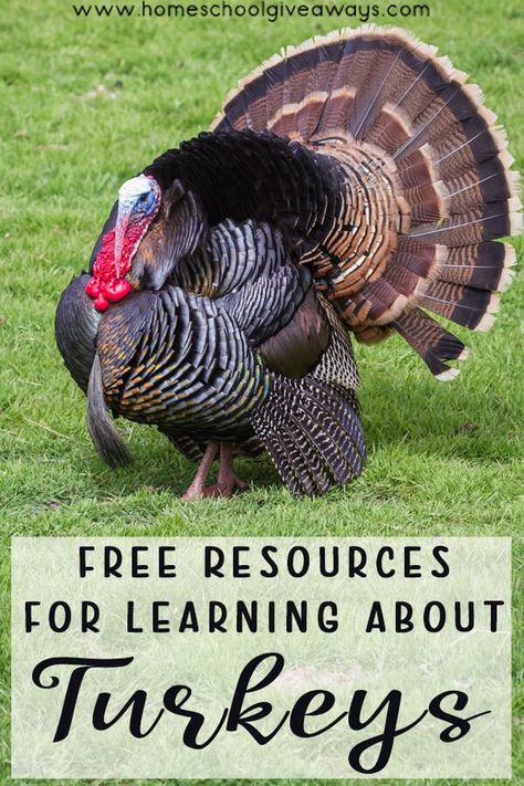 FREE Resources for Learning about Turkeys - Homeschool Giveaways Addition Games, Teaching Geography, Heat Lamp, Turkey Crafts, Best Turkey, Letter Find, Preschool Songs, Word Recognition, Unit Study