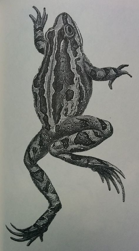 Wood Frog Tattoo, Leaping Frog Tattoo, Realistic Frog Tattoo, Bullfrog Tattoo, Frog Flash Tattoo, Toad Tattoo, Frog Sketch, Black Line Tattoo, Frog Tattoo