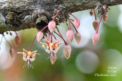 Cacao Flower, Cocoa Flower, Cacao Tree, Chocolate Showpiece, Tropical Food, Brown Wall, Brown Walls, Theobroma Cacao, Exotic Fruit