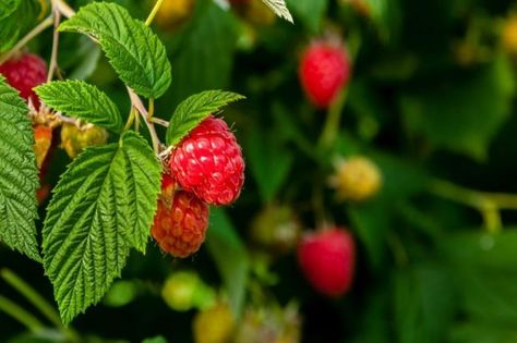 Although the usual time for planting fruit is between November and early March, you can start container-grown plants at any time of year. There's… Raspberry Branch, Red Raspberry Tea, Raspberry Bush, Growing Raspberries, Raspberry Plants, Raspberry Tea, Box Flowers, Crop Production, Plant Zones