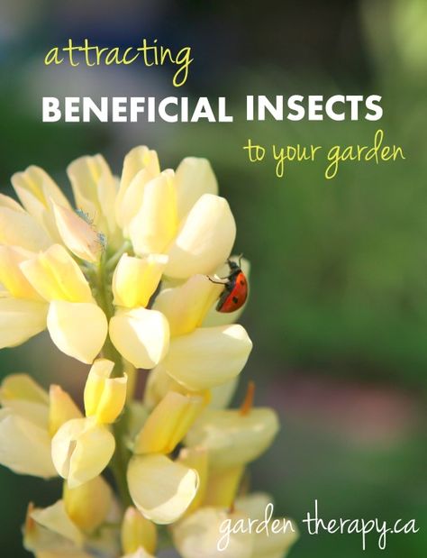 Slugs In Garden, Organic Insecticide, Ant Control, Garden Therapy, Organic Pesticide, Best Pest Control, Japanese Beetles, Attracting Beneficial Insects, Garden Insects