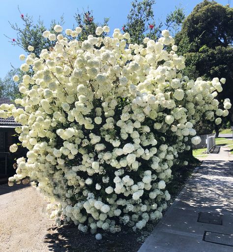 Snowball Bush, Viburnum Opulus, Garden 2023, Flowering Bushes, Front Garden Landscape, Landscape Plants, Maple Trees, Moon Garden, Home Landscaping