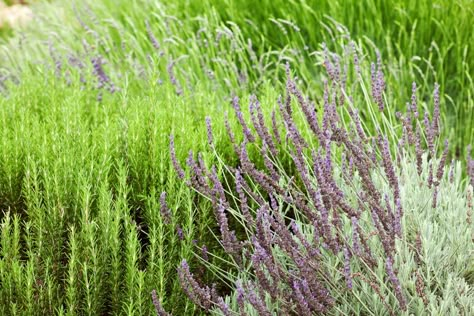 Gravel Herb Garden, Lavender And Herb Garden, Lavender Sage Rosemary Garden, Planting Lavendar And Rosemary, Lavender Rosemary Garden, Rosemary And Lavender Garden, Mediterranean Herb Garden, Chicken Housing, Boarder Plants