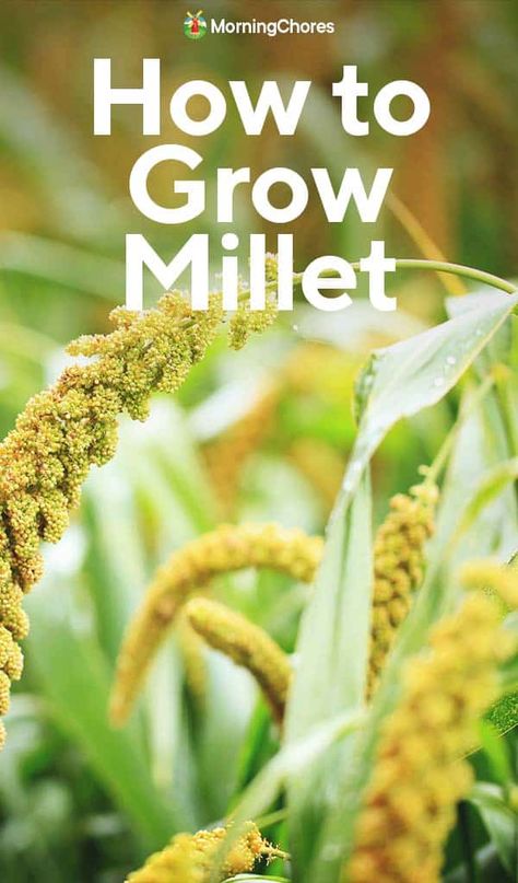 How To Grow Millet, Growing Millet, Homesteading Apartment, Millet Plant, Herbs For Chickens, Morning Chores, Growing Wheat, Cereal Grain, Pearl Millet