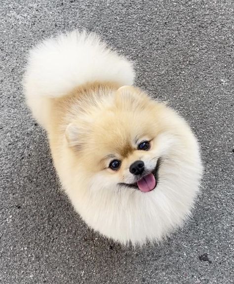 Puppies Pomeranian, Pomeranian For Sale, Small Dog Tattoos, Dog Pomeranian, Teacup Dogs, Dog Line Art, Puppies Cute, Cute Pomeranian, Pomeranian Puppies