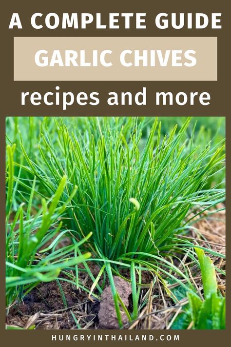 Ever heard of garlic chives? I'll teach you how to plant them effortlessly and whip up some yummy Thai recipes to enjoy at home. Garlic Chives Recipes, Chives Recipes, Pao Recipe, Thai Appetizer, Thai Recipes Authentic, Chives Recipe, Chives Plant, Chive Flower, Harvesting Garlic