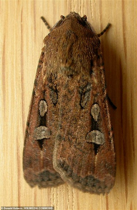 Mother is shocked after finding a HUGE moth bigger than her hand while cleaning | Daily Mail Online Bogong Moth, Huge Moth, Moth Embroidery, Night Flying, Baby Possum, Moth Species, Mountain Ranges, Flying Insects, Canberra