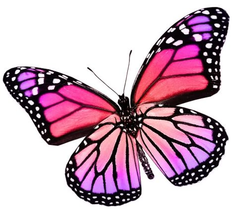 The Spiritual Significance Of Butterflies - 3 Powerful Ways To Receive A Message - Numerologist.com Butterfly Art Painting, Butterflies And Dragonflies, Butterfly Photos, Butterfly Tattoos, Butterfly Pictures, Butterfly Drawing, Butterfly Painting, Butterfly Watercolor, Butterfly Wallpaper