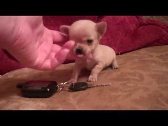 Tea Cup Chihuahua, Tea Cup Puppies, Chihuahua Mix Puppies, Chihuahua Quotes, Tiny Baby Animals, Chihuahua For Sale, Miniature Poodle Puppy, Teacup Poodle Puppies, Micro Teacup Puppies