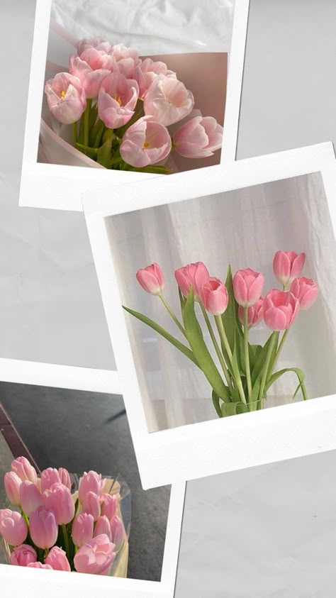 Lock Screen Wallpaper Tulips, Light Pink Tulips Aesthetic Wallpaper, Pink Tulips Wallpaper, Meaning Of Happiness, Flower Lockscreen, Tulips Meaning, Pink And Green Wallpaper, Green Wallpapers, Phone Lockscreen