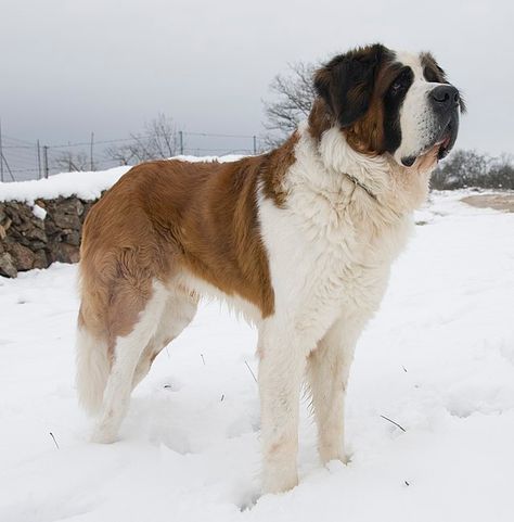 Saint Bernard (dog), St Bernard Puppy, Huge Dogs, St Bernard Dogs, Bernard Dog, Kali Uchis, St Bernard, Different Dogs, Silly Animals