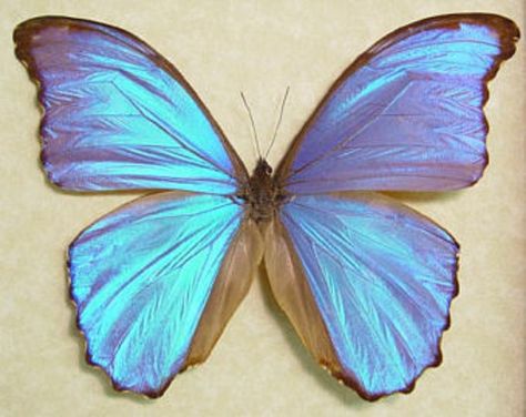 Browse unique items from REALBUTTERFLYGIFTS on Etsy, a global marketplace of handmade, vintage and creative goods. Morpho Godarti, Amazon Animals, Visalia California, Framed Insect, Beautiful Butterfly Photography, Morpho Butterfly, Palette Ideas, Blue Morpho, Like Image