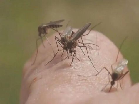 Tips on What to Do if You Get a Mosquito Bite - NewsBreak High Blood Pressure Medication, Dehydration Symptoms, Sonogram Pictures, Calamine Lotion, Bed Bug Bites, Swollen Ankles, Allergic Rhinitis, Mosquito Bites, Blood Pressure Medications