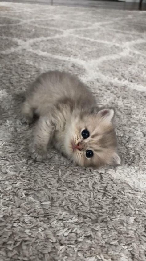 Cute Fluffy Kittens, Super Cute Kittens, Kitten Breeds, Munchkin Kitten, Cute Small Animals, Cats Photos, Cute Little Kittens, Cute Cats Photos, Baby Kittens