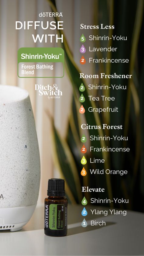 Transform your space into a refreshing citrus forest with our Shinrin-Yoku diffuser blends. Natural, safe, and refreshing. 🍊🌳 Shinrin Yoku Diffuser Blend, Citrus Twist Diffuser Blends, Siberian Fir Diffuser Blends, Root Chakra Diffuser Blend, Doterra Citrus Bliss, Massage Oil Blends, Doterra Oils Recipes, Shinrin Yoku, Doterra Diffuser