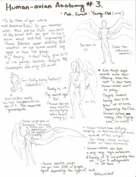 Human Avian Anatomy, text, wings, positions; How to Draw Manga/Anime Human Avian, Avian Hybrid, Avian Anatomy, Winged Man, Wing Anatomy, Human Wings, Wings Sketch, Winged People, How To Draw Manga