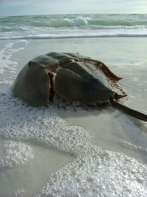 Horseshoe Crab (Limulus polyphemus) found in the Atlantic ocean, these Crabs appeared 450 million years ago during the Ordovician Period Ordovician Period, Technology Painting, Wild Sea, Sea Monkeys, Horseshoe Crab, Digital Sculpture, Old But Gold, Cool Animals, Little Critter