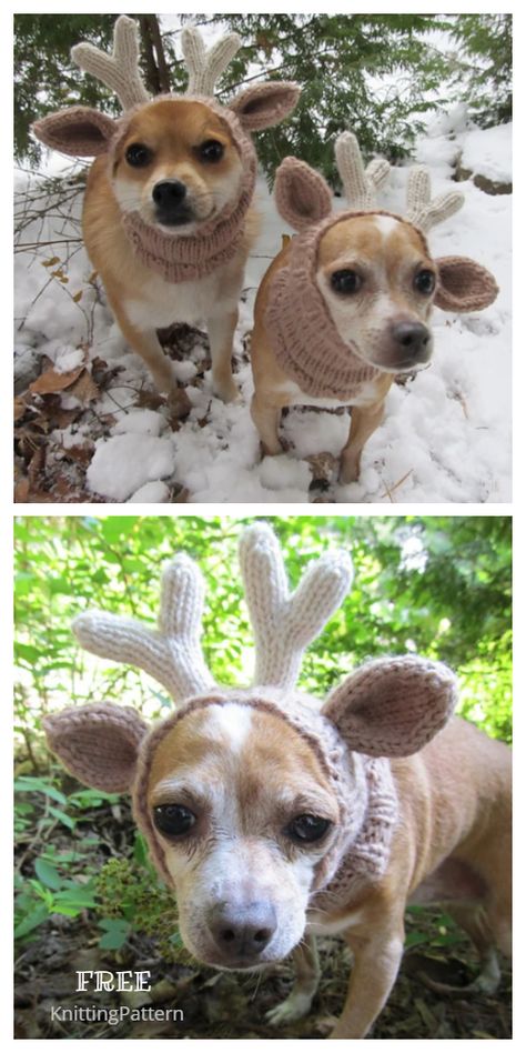 Knit Beginner, Christmas Dog Hat, Knitting Patterns For Dogs, Crochet Dog Hat, Knitting Patterns Free Dog, Crochet Dog Clothes, Reindeer Dog, Reindeer Hat, Knitted Dog