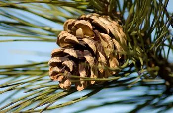 Garden Guides | How to Grow Pine Trees From Pine Cones Pine Cone Seeds, Bird Feeders For Kids To Make, Pine Seeds, Pine Cone Bird Feeder, Pinecone Crafts Kids, Colorado Blue Spruce, Edible Wild Plants, How To Make Christmas Tree, Cones Crafts