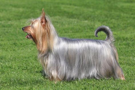 Small Non Shedding Dogs, Non Shedding Dog Breeds, Non Shedding Dogs, Australian Silky Terrier, Coconut Oil For Dogs, Rare Dog Breeds, Toy Dog Breeds, Rare Dogs, Silky Terrier