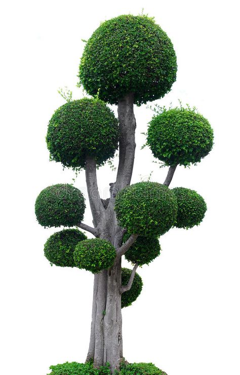 Tree On White Background Stock Photography Grape Tree, Tree Cut Out, Tree Photoshop, About Trees, Tree Cut, Garden Balls, Topiary Garden, Concrete Bench, Topiary Trees