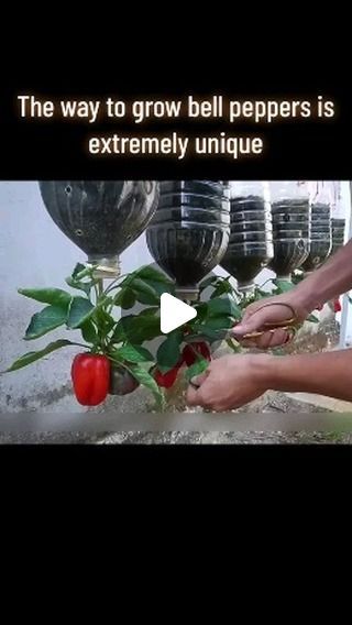 4.5M views · 127K likes | Seeds Connect on Instagram: "Recycle plastic bottle🥰🌺 The way to grow bell peppers is extremely unique  #DIY #diy #restore #restorer" Growing Green Peppers, Grow Bell Peppers, Growing Bell Peppers, Growing Vegetables In Pots, Growing Peppers, Short Plants, Backyard Flowers, Veg Garden, Home Vegetable Garden