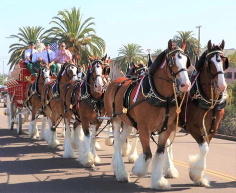 Budweiser Commercial, Budweiser Clydesdales, Equestrian Events, Warm Springs, Marion County, Clydesdale, Draft Horses, Military Family, Beer Garden