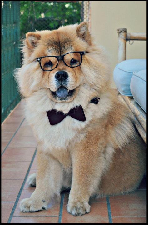 Chow Puppies, Chow Chow Puppy, Chow Chow Dogs, Crazy Dog Lady, Smarty Pants, Pretty Dogs, Smart Dog, Fluffy Dogs, Dog Wallpaper