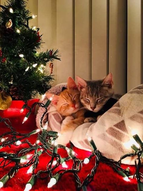 11 Cats Who Simply Can't Wait for Santa – Meowingtons