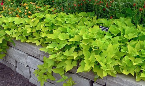 Ipomoea batatas ‘Margarita’, ‘Marguerite’ Sweet Potato Plant Vine, Sweet Potato Vines, Sweet Potato Plant, Growing Sweet Potatoes, Sweet Potato Vine, Potato Vines, Garden Vines, Front Yard Landscaping Simple, Home Landscaping