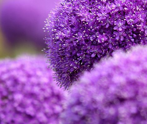 Allium Giganteum, Purple Stuff, Radiant Orchid, Purple Reign, Floral Inspiration, Purple Love, All Things Purple, Purple Lilac, Purple Rain