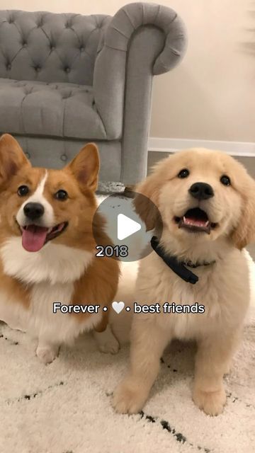 Corgi Puppy Videos, Dog Videos Cutest, Cute Golden Retriever Puppy, Golden Retriever Videos, Golden Retriever Gif, Cute Dog Videos, Animal Therapy, Puppy Videos, Cute Corgi Puppy