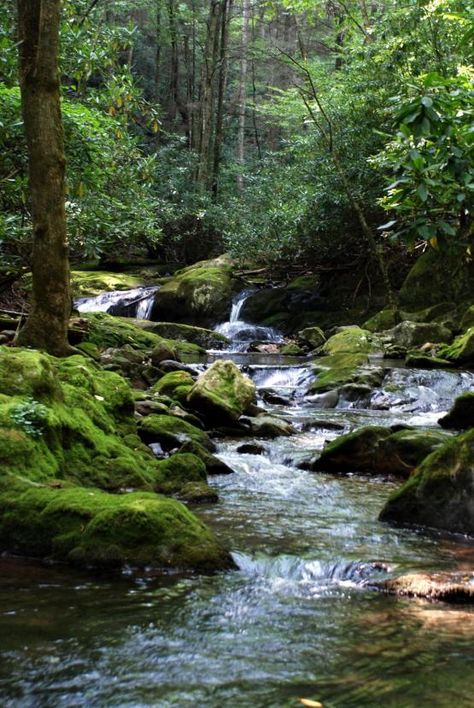 숲 사진, River Stream, Rocky River, Image Nature, Green River, Green Forest, Walk In The Woods, Alam Yang Indah, Nature Aesthetic