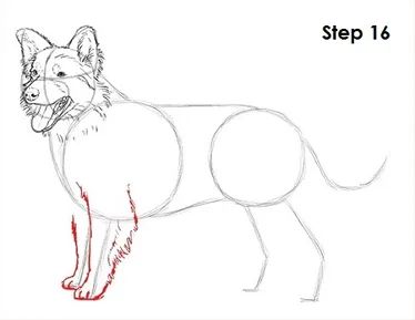 Border Collie Dog 16 Pencil Arts, Draw A Dog, Animal Tutorial, Border Collie Art, Dog Stencil, Drawing Instructions, Cats Art Drawing, Dog Muzzle, Dog Steps