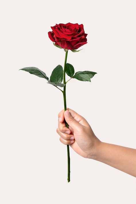 Woman holding red rose, valentine's flower | free image by rawpixel.com / Teddy Holding Rose Pose, Rosé Side View, Flower Campaign, Hand Holding Flower, Hand Holding Rose, Bunch Of Red Roses, Rose In Hand, Holding A Rose, Rose Valentine