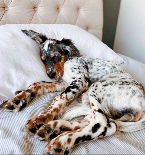 English Setter Puppies, Setter Dogs, English Setter Dogs, English Setters, Cute Dogs Images, Pretty Dogs, Airedale Terrier, English Setter, Cute Animal Photos