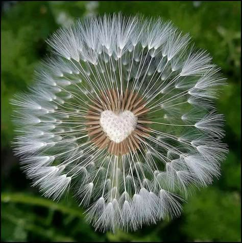 You can be a good person with a kind heart and still say no.           Text & image credit: Spiritual Awakenings ॐ Heart In Nature, A Dandelion, Dandelion Wish, I Love Heart, Heart Images, Happy Heart, Jolie Photo, Heart Art, About Love