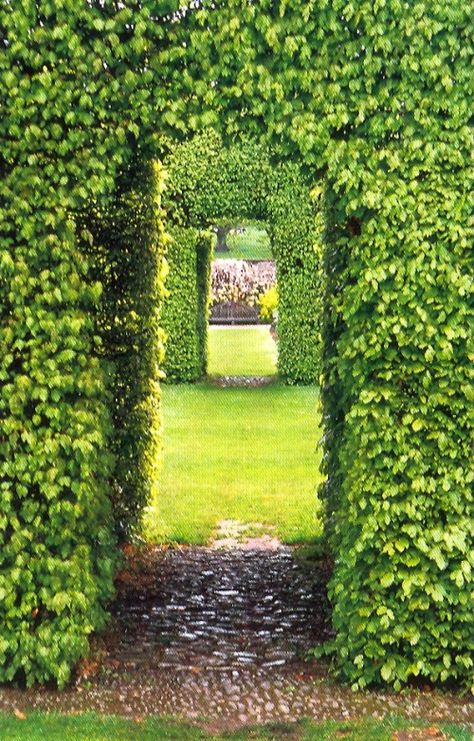 I would love to have hedges like this around my entire yard. It's a living fence :) Large Backyard Landscaping, Narrow Garden, Walkway Landscaping, Luxury Landscaping, Living Fence, Forest Garden, Garden Structures, Outdoor Landscaping, Garden Gates