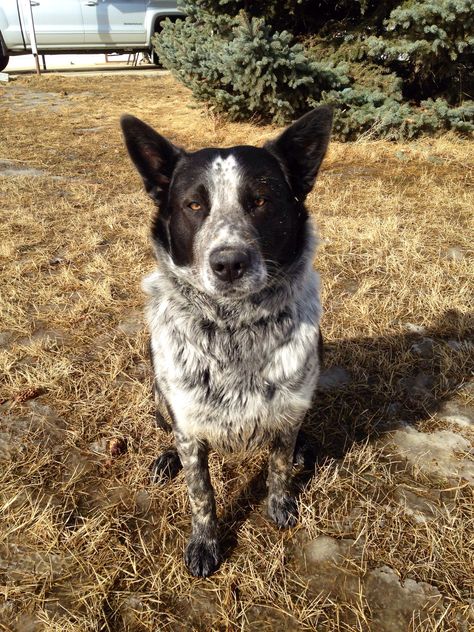 Border Collie Red Heeler Mix Blue Heeler Border Collie, Whippet Mix, Red Heeler, Collie Mix, Exotic Animals, Blue Heeler, Australian Cattle Dog, Mixed Breed, Cattle Dog