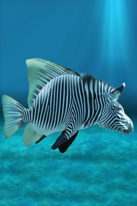 Zebra fish Tropical Fish Pictures, Zebra Fish, Animal Mashups, Photoshopped Animals, Zebra Wallpaper, Salt Water Fish, Cool Fish, Deep Sea Creatures, Beautiful Sea Creatures