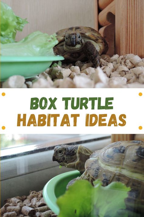 Here are some box turtle habitat ideas and a list of everything you need to keep a box turtle indoors and outdoor. Read the blog post for full details. How To Make A Turtle Habitat, Turtle Habitat Projects For Kids, Water Turtle Habitat Ideas, Box Turtle Care, Indoor Box Turtle Habitat, Turtle Homes Ideas Indoor, Turtle Cage Ideas, Eastern Box Turtle Habitat Indoor, Box Turtle Habitat Indoor Diy