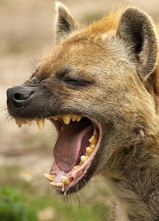 A spotted hyena with jaws agape- hyenas ingest ALL of their prey - including the bones! Spirit Animal Test, Spirit Animal Quiz, Find Your Spirit Animal, Spotted Hyena, Animal Quiz, African Wild Dog, Animal Study, Your Spirit Animal, Animal Facts